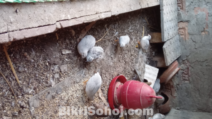 কিং কয়েল